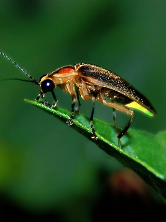 6 Best Tips to Bring Fireflies to Your Yard (This Summer)
